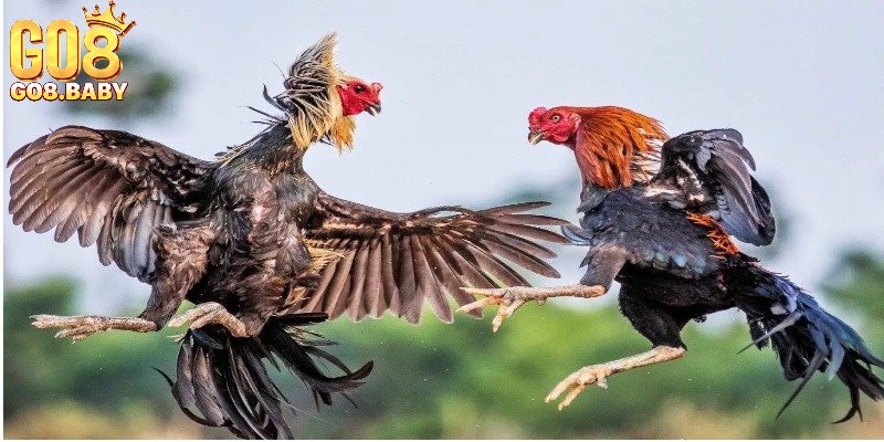 Thế mạnh của sảnh đá gà của Go8