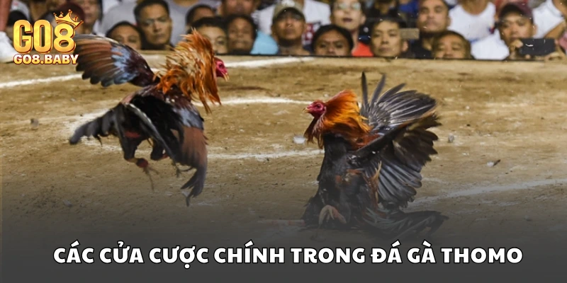 Các cửa cược chính trong hình thức cược chọi gà Thomo
